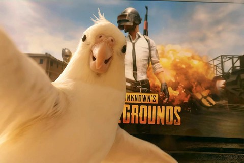 绝地求生双排怎么邀请[图2]