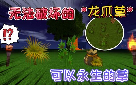 迷你世界龙爪草怎么种[图2]