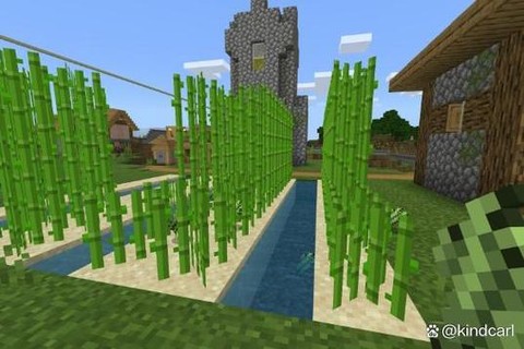 我的世界甘蔗怎么种[图1]