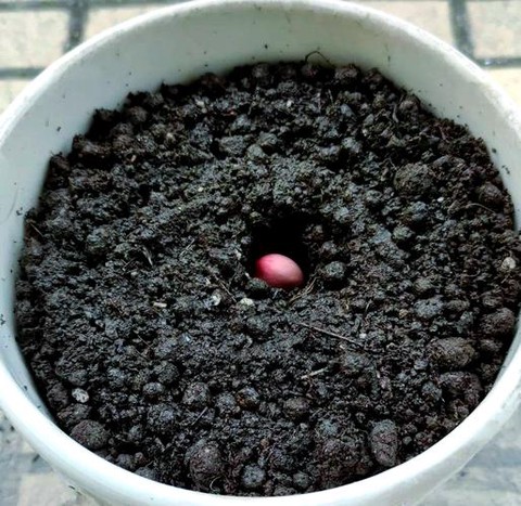 我的世界魔豆怎么种[图2]